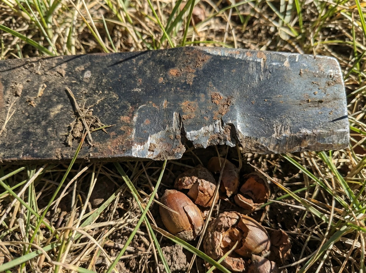 A chipped mower blade next to cracked acorns
